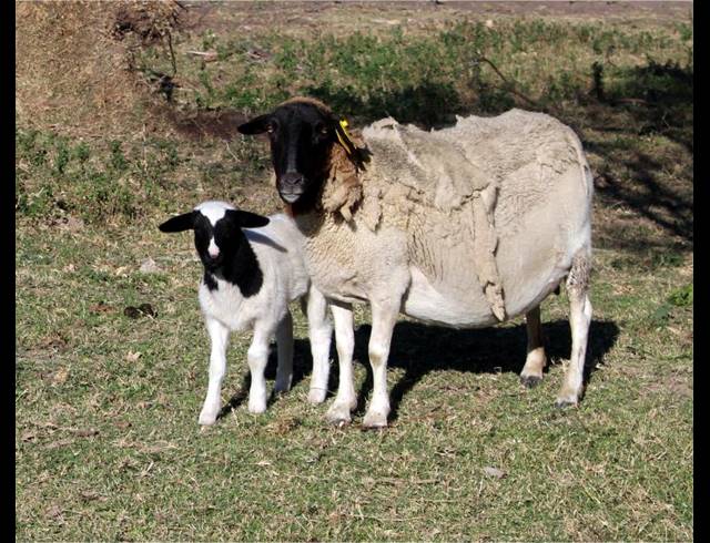 231HA FARM FOR SALE IN EAST LONDON RURAL